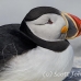 puffin_atlantic_msi_h_1385_can1006.jpg